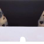 PL4S0002