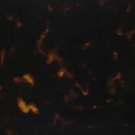 PH0004