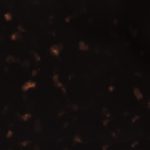 PH0022