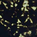PH0293