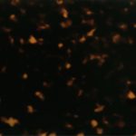PH0517