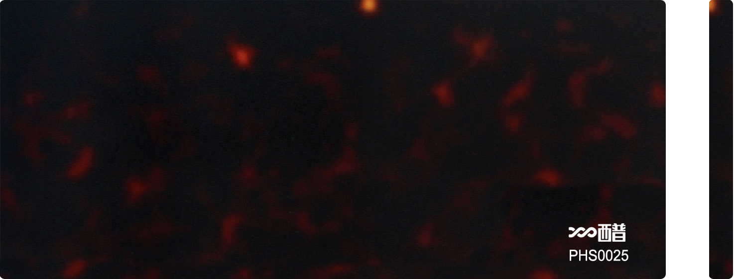 PHS0025