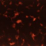 PHS0031