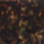 PHS0061