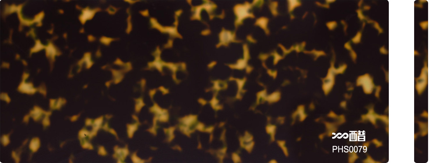 PHS0079