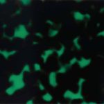 PLN0059